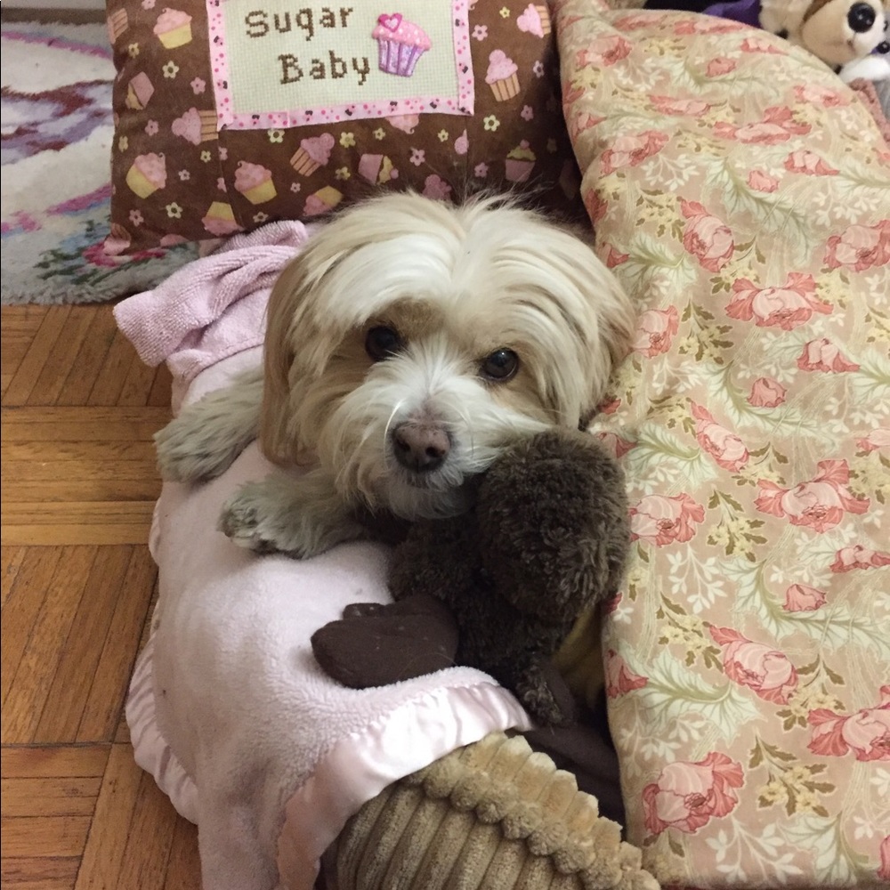 Bundle 3 dog 🐶 items for 10% off / read m… - Picture 13 of 16